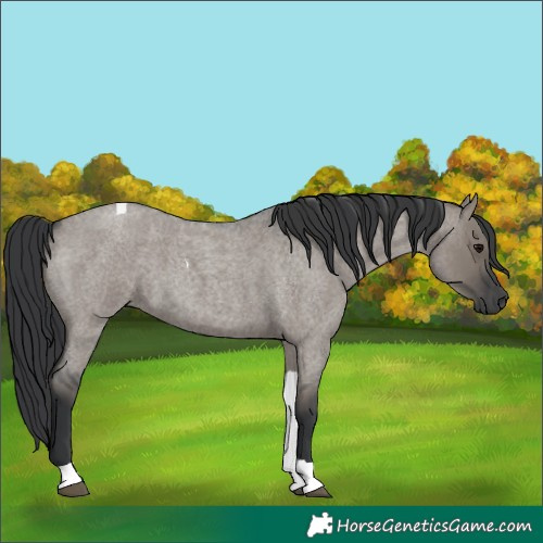Horse Color:Grullo Roan Tobiano 