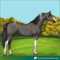 Horse Color:Grullo Tobiano