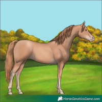 Horse Color:Gold Champagne 