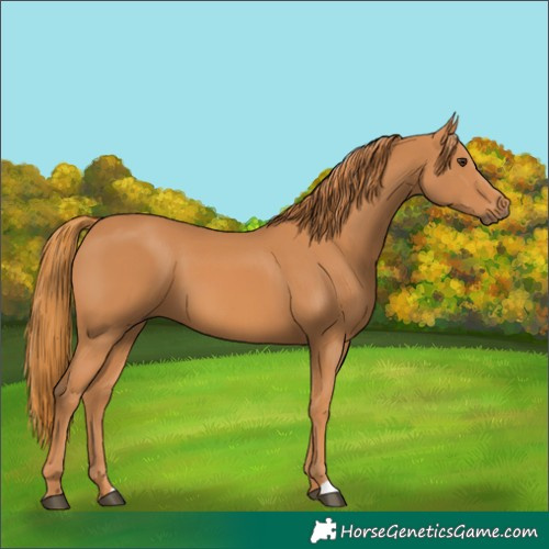Horse Color:Chestnut 