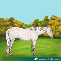 Horse Color:Silver Bay Roan Dun Blanket Rabicano 