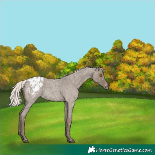 Horse Color:Silver Grullo Roan Appaloosa Rabicano 