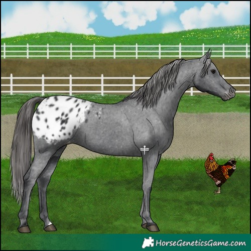 Horse Color:Black Blanket 