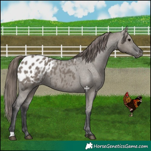 Horse Color:Grullo Blanket 