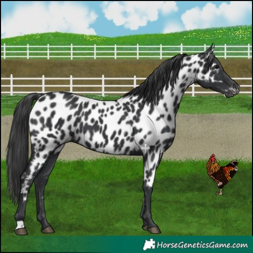 Horse Color:Black Near Leopard 