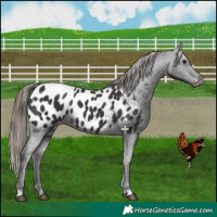 Horse Color:Smoky Black Near Leopard 