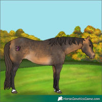 Horse Color:Buckskin 