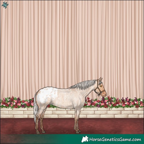 Horse Color:Silver Bay Roan Dun Appaloosa Rabicano 