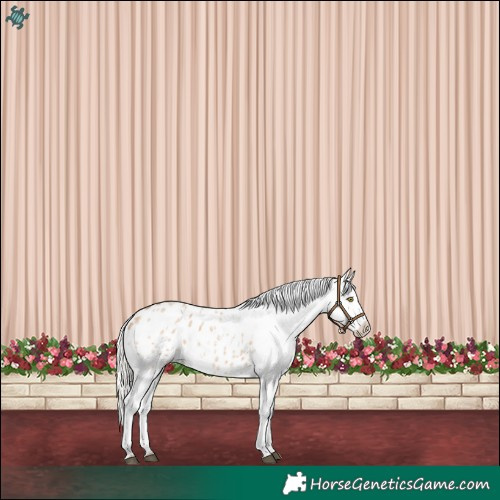 Horse Color:Silver Bay Roan Dun Blanket Rabicano 