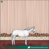 Horse Color:Silver Bay Roan Dun Blanket Rabicano 