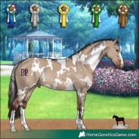 Horse Color:White Spotted Liver Red Dun
