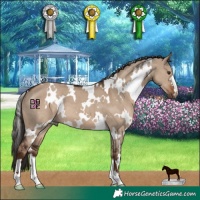 Horse Color:White Spotted Liver Red Dun 