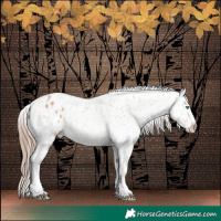 Horse Color:Bay Dun Merle Splash Tobiano Appaloosa Rabicano 