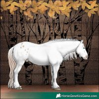 Horse Color:Bay Dun Merle Splash Tobiano Appaloosa Rabicano