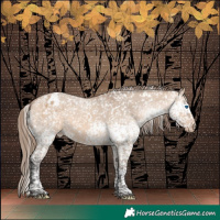 Horse Color:Bay Dun Merle Splash Tobiano Appaloosa Rabicano 