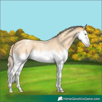 Horse Color:Gold Cream Champagne Roan Splash Varnish
