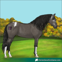 Horse Color:Gray Grullo Varnish 