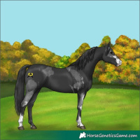 Horse Color:White Spotted Black Sabino  and Black Tobiano 