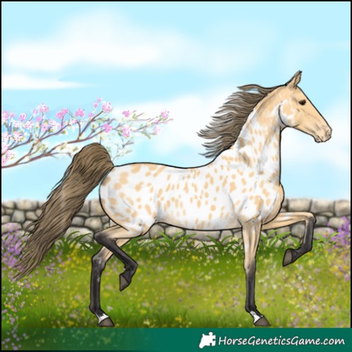 Horse Color:Buckskin Appaloosa 