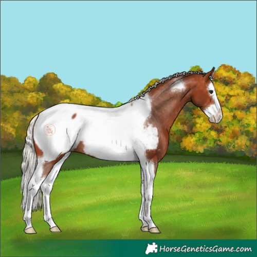 Horse Color:Silver Bay Splash Tobiano Near Fewspot Rabicano