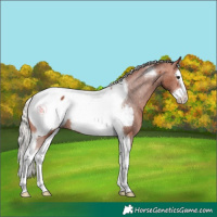 Horse Color:Silver Bay Splash Tobiano Appaloosa Rabicano 