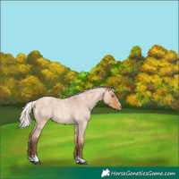 Horse Color:Silver Bay Roan Dun Appaloosa Rabicano
