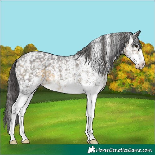 Horse Color:White Spotted Buckskin Appaloosa 