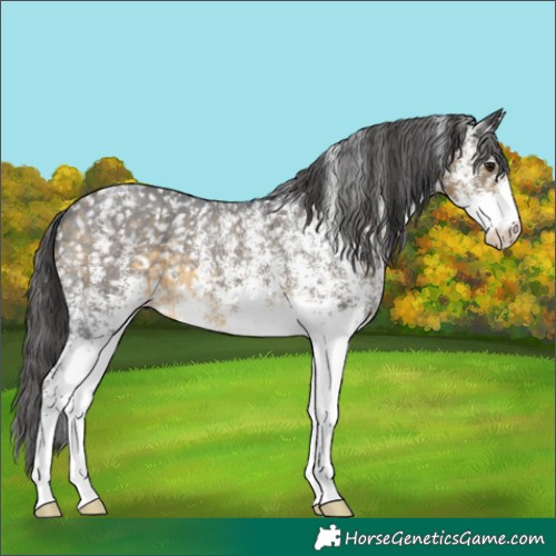 Horse Color:White Spotted Buckskin Appaloosa 