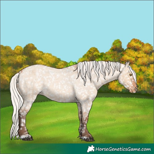 Horse Color:Silver Bay Roan Dun Snowflake Varnish Rabicano