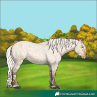 Horse Color:Silver Bay Roan Dun Snowflake Varnish Rabicano 