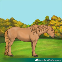 Horse Color:Chestnut Rabicano 