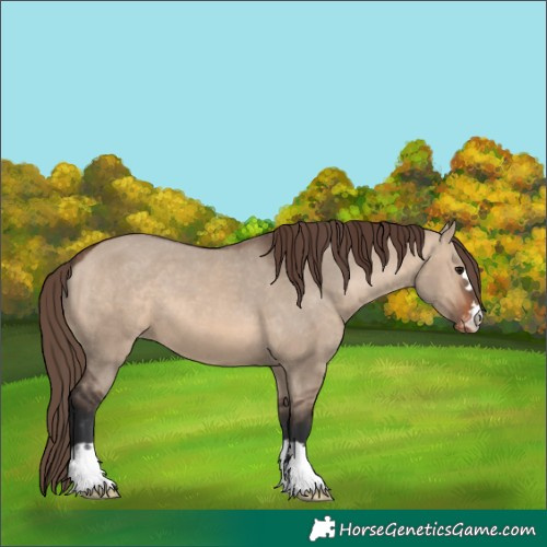 Horse Color:Brown Dun Appaloosa 