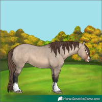 Horse Color:Brown Dun Appaloosa 
