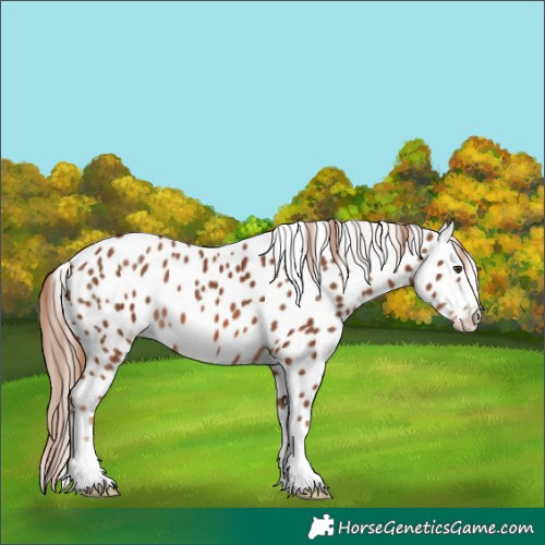 Horse Color:Chestnut Appaloosa 