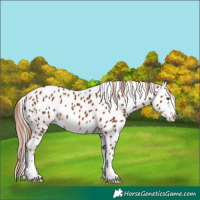 Horse Color:Chestnut Leopard
