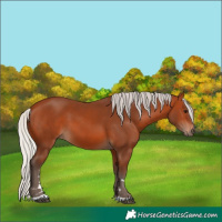Horse Color:Silver Bay 