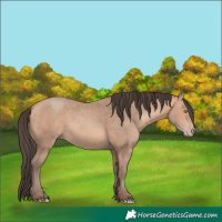 Horse Color:Amber Champagne 