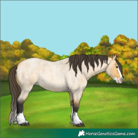 Horse Color:Buckskin Roan Dun Splash 