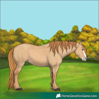 Horse Color:Red Dun Splash 