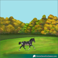 Horse Color:White Spotted Brown Tobiano 