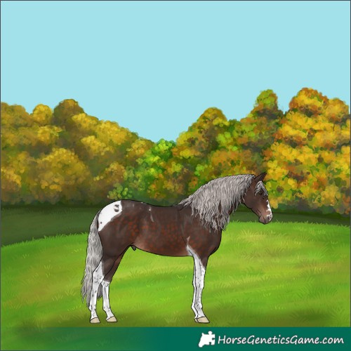 Horse Color:Silver Brown Mushroom Tobiano 