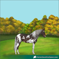 Horse Color:White Spotted Silver Brown Tobiano 