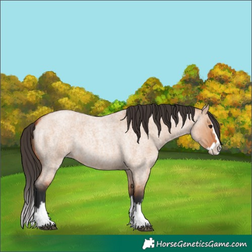 Horse Color:Bay Roan Dun Splash 