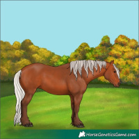 Horse Color:Silver Bay 