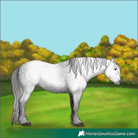 Horse Color:Gray Liver Chestnut 