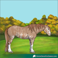 Horse Color:Red Dun Splash and Red Dun Splash