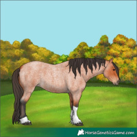 Horse Color:Bay Roan Tobiano 