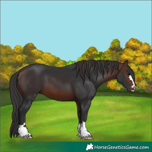 Horse Color:Brown 
