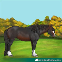 Horse Color:Brown 