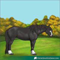 Horse Color:Smoky Black 